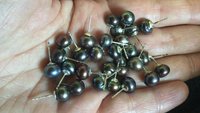 peacock black pearl earrings. pearl studs. 6.5mm to 7mm pearls on sterling silver posts.
