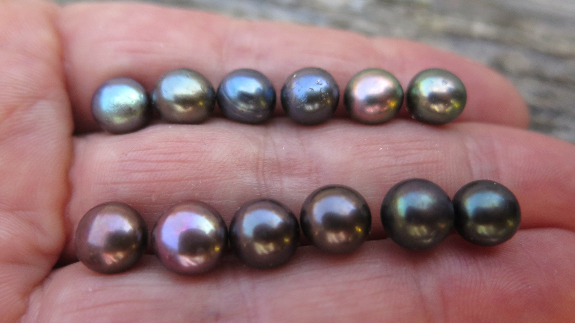 peacock black pearl earrings. pearl studs. 6.5mm to 7mm pearls on sterling silver posts.